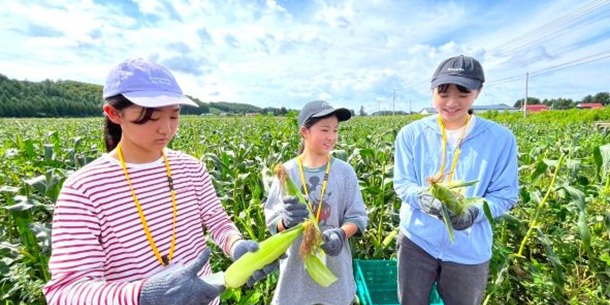 食と農_スイートコーンの収穫体験