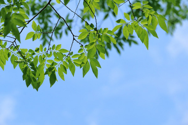 若い緑と青空　ふと見上げたとき、空は明るく広がっているというイメージ