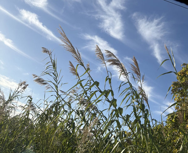 穏やかな空と、さざめく優しい音に包まれるように、少しでもストレスが緩まれば幸いです。