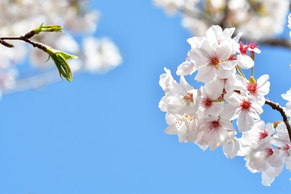 青空と桜の写真。一度、肩の力を抜いて、第３者にも手伝ってもらうことで、空を見上げる気持ちの余裕を持っていただきたいです。