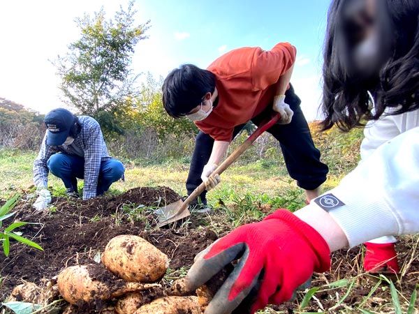 河合塾コスモのサークル、農園サークルでの芋ほりの様子。生徒たちがめいめいに自主的な作業を、ゆったりとした雰囲気の中で行っています。