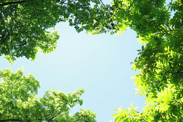 葉陰の向こうに青い空の写真。大学にもサポートはあり、明るく前向きにとらえてよいというイメージ。